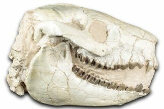 Fossil Oreodont (Merycoidodon) Skull - South Dakota #355529