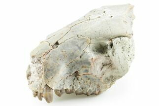 Partial Oreodont (Merycoidodon) Upper Skull - South Dakota #355520