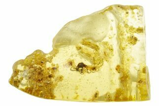 Polished Colombian Copal ( g) - Contains Termites & Beetle! #355371