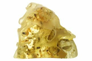 Polished Colombian Copal ( g) - Contains Termites & Beetles! #355390