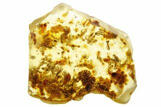 Polished Colombian Copal ( g) - Enhydro in Abdomen! #355402