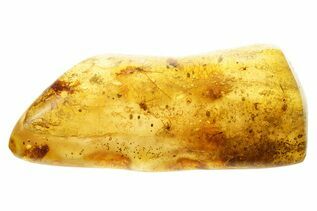 Buy Fossil Arachnids