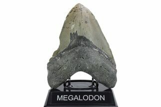 Huge, Fossil Megalodon Tooth - North Carolina #355703