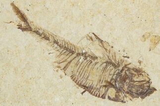 Bargain, Fossil Fish (Diplomystus) - Wyoming #355598