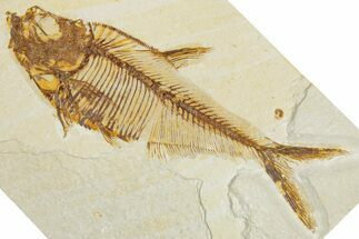 Detailed Fossil Fish (Diplomystus) - Wyoming #355610