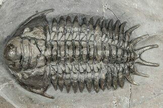 Crotalocephalus Trilobite - Jorf, Morocco #355765