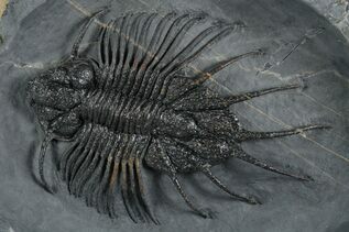 Trilobite Fossils For Sale