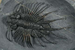Rare Lichid (Acanthopyge) Trilobite - Issomour, Morocco #355817