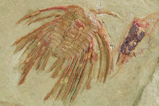 Selenopeltis Trilobite With Antenna - Fezouata Formation #355820