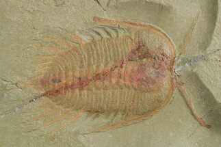 Anacheirurus (Lehua) Trilobite With Antennae - Fezouata Formation #355821
