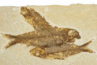 Limestone with Three Fossil Fish (Knightia) - Wyoming #355620