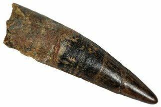 Fossil Spinosaurus Tooth - Real Dinosaur Tooth #355695