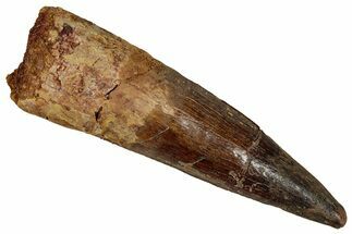 Fossil Spinosaurus Tooth - Restored Tip #355699