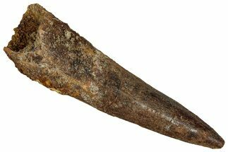 Fossil Spinosaurus Tooth - Real Dinosaur Tooth #355702