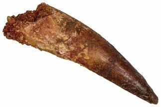 Fossil Spinosaurus Tooth - Real Dinosaur Tooth #355733