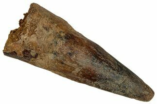 Bargain, Fossil Spinosaurus Tooth - Real Dinosaur Tooth #355744