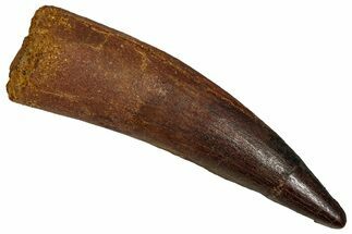 Fossil Spinosaurus Tooth - Real Dinosaur Tooth #355755