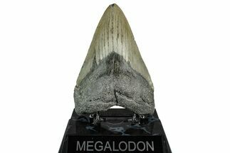 Serrated, Fossil Megalodon Tooth - North Carolina #355832