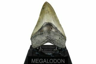 Serrated, Fossil Megalodon Tooth - North Carolina #355837
