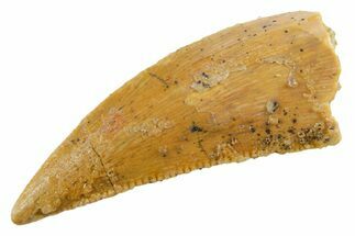 Serrated Raptor Tooth - Real Dinosaur Tooth #355547