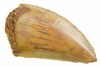 Serrated Raptor Tooth - Real Dinosaur Tooth #355567