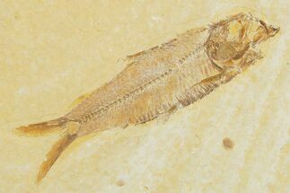 Detailed Fossil Fish (Knightia) - Wyoming #355637