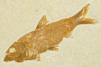 Detailed Fossil Fish (Knightia) - Wyoming #355639