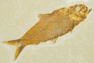 Detailed Fossil Fish (Knightia) - Wyoming #355643