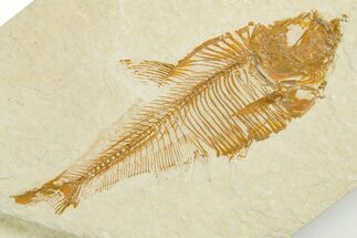 Detailed Fossil Fish (Diplomystus) - Wyoming #355656