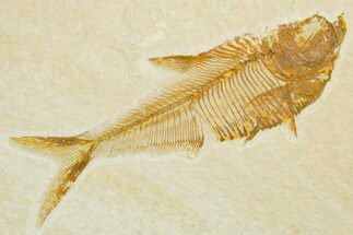 Detailed Fossil Fish (Diplomystus) - Wyoming #355677