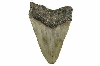 Fossil Megalodon Tooth - North Carolina #355737