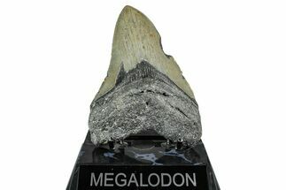 Serrated, Fossil Megalodon Tooth - North Carolina #355841