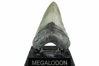 Fossil Megalodon Tooth - North Carolina #355844