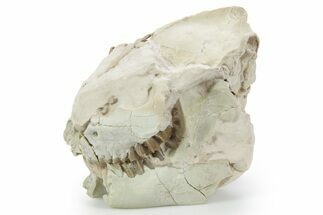 Fossil Oreodont (Leptauchenia) Partial Skull - South Dakota #355967