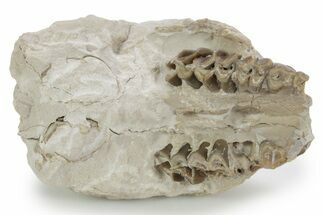 Bargain, Fossil Oreodont Upper Skull Section - South Dakota #355972