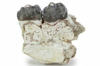 Fossil Early Pig (Perchoerus) Jaw Section - South Dakota #355975