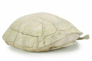 Buy Reptile, Amphibians & Synapsids