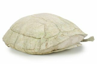 Inflated Fossil Tortoise (Testudo) w/ Limb Bone - South Dakota #355982