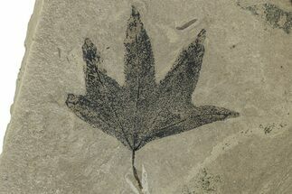 Fossil Sycamore (Macginitiea) Leaf - Green River Formation, Utah #356072