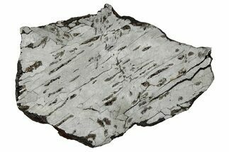 Etched Canyon Diablo Meteorite Slice ( g) - Arizona #356079