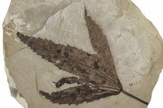 Fossil Sycamore (Macginitiea) Leaf - Green River Formation, Utah #356084