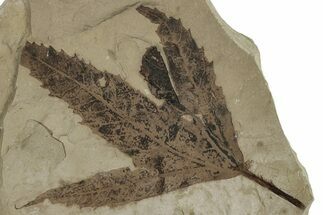 Fossil Sycamore (Macginitiea) Leaf - Green River Formation, Utah #356089