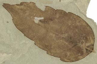 Fossil Oak Leaf (Quercus) - Green River Formation, Utah #356090