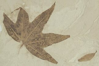 Fossil Sycamore (Macginitiea) Leaf - Green River Formation, Utah #356065