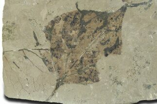 Detailed Fossil Leaf (Populus) - Insect Predation! #356117