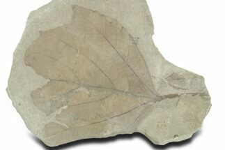 Fossil Candlenut Leaf (Aleurites) - Green River Formation, Utah #356130