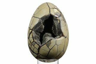 Huge, Septarian Dragon Egg Geode ( lbs!) - Black Crystals #356178