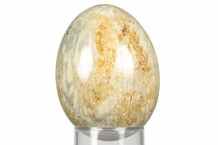 Coral Fossils For Sale