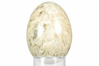 Polished Oligocene Fossil Coral Egg - Philippines #356298