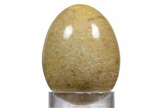 Polished Oligocene Fossil Coral Egg - Philippines #356293